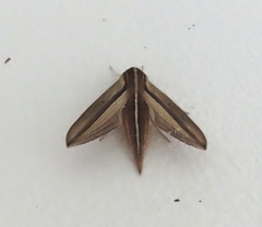 Theretra silhetensis