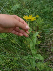 Arnica