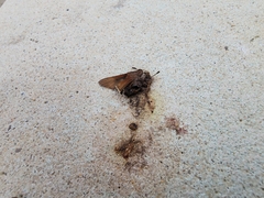 Asbolis capucinus