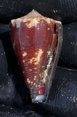 Conus brunneus