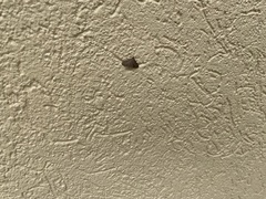 Herpetogramma phaeopteralis