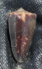 Conus brunneus