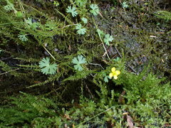 Ranunculus gmelinii