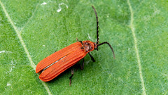 Lopheros rubens