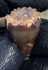 Conus brunneus
