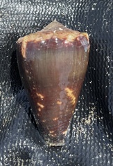 Conus brunneus