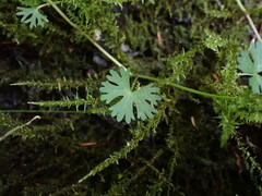Ranunculus gmelinii