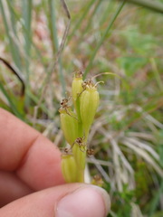 Liparis loeselii