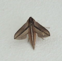 Theretra silhetensis