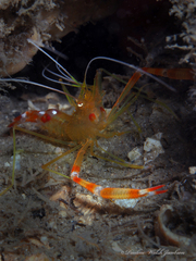 Stenopus scutellatus