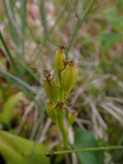 Liparis loeselii