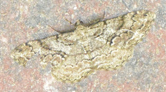 Peribatodes secundaria