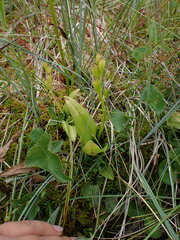 Liparis loeselii