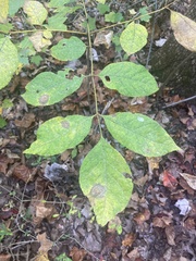 Fraxinus americana