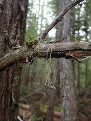 Alectoria sarmentosa