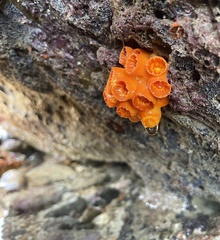 Tubastraea coccinea