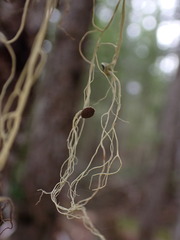 Alectoria sarmentosa