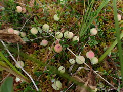 Vaccinium oxycoccos