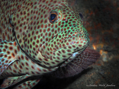 Cephalopholis cruentata