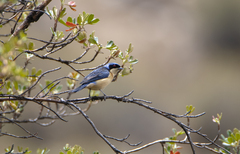 Pipraeidea melanonota