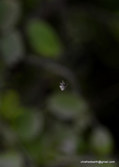 Araneae