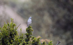 Muscisaxicola rufivertex