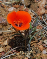 Calochortus kennedyi kennedyi