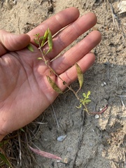 Polanisia dodecandra