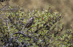 Zaratornis stresemanni