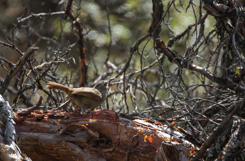 Striated Earthcreeper (Geocerthia serrana), photo 4