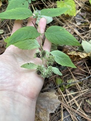 Pycnanthemum incanum