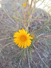 Heterotheca inuloides