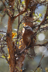 Conirostrum binghami