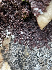 Frullania capensis