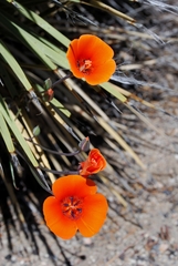 Calochortus kennedyi kennedyi