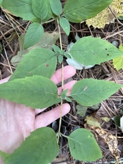 Pycnanthemum incanum