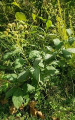 Verbesina alternifolia