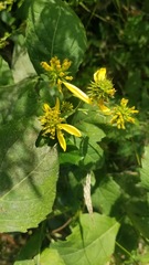 Verbesina alternifolia