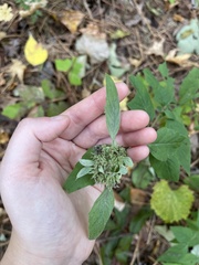 Pycnanthemum incanum