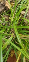 Carex virgata