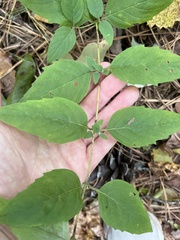 Pycnanthemum incanum