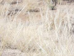 Aristida adscensionis