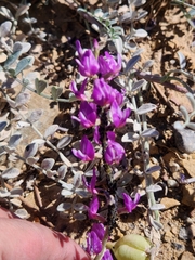 Astragalus lentiginosus