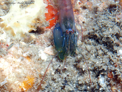 Synalpheus hemphilli
