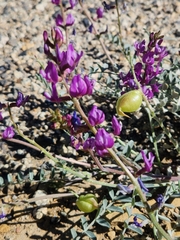 Astragalus lentiginosus