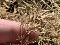 Eragrostis