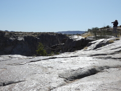 Aristida adscensionis