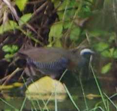 Gallirallus torquatus