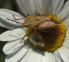 Carpocoris mediterraneus