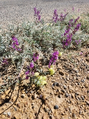 Astragalus lentiginosus